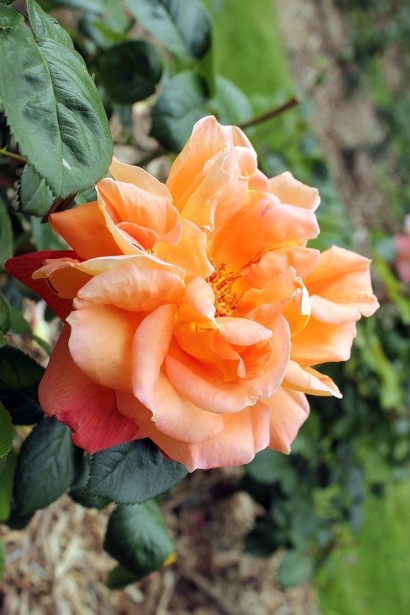 Троянда чайно-гібридна ‘Луі де Фюнес’|Hybrid tea rose Louis de Funès|Роза чайно-гибридная ’Луи де Фюнес’